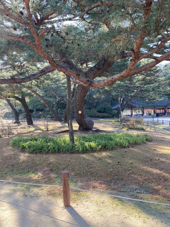 Paysage boisé avec sentier et vue discrète.