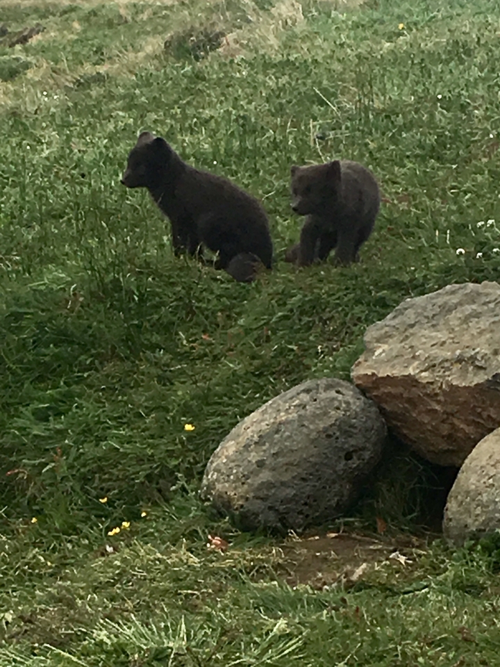 Deux animaux sur une zone herbeuse avec des rochers