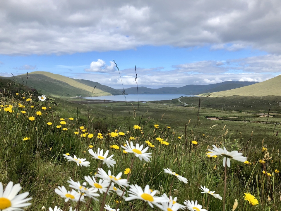 Vue large d'une vallée avec des fleurs sauvages au premier plan et un lac entouré de collines au loin.