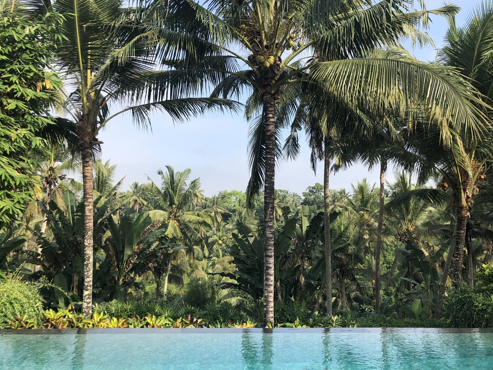 Paysage de forêt tropicale avec de nombreux palmiers sous un ciel dégagé.