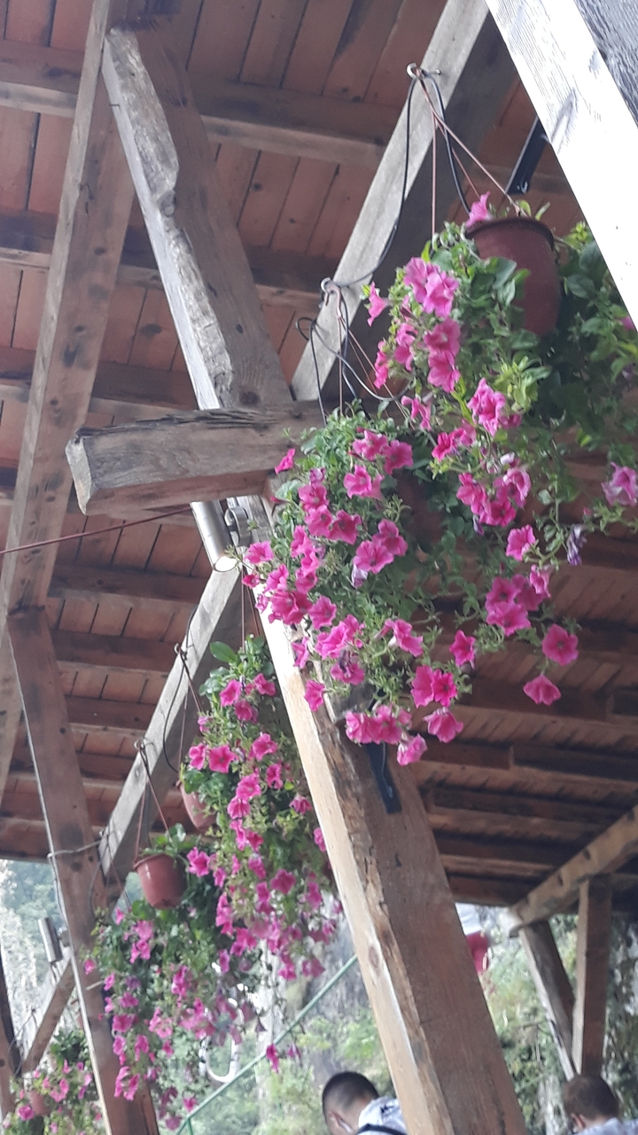 Des fleurs suspendues sous un toit en bois.