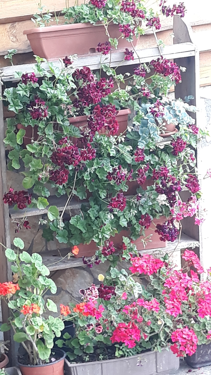Plante à fleurs avec des fleurs violettes contre un mur.