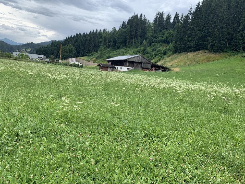 Une scène de grange rurale avec un champ de fleurs et de verdure.