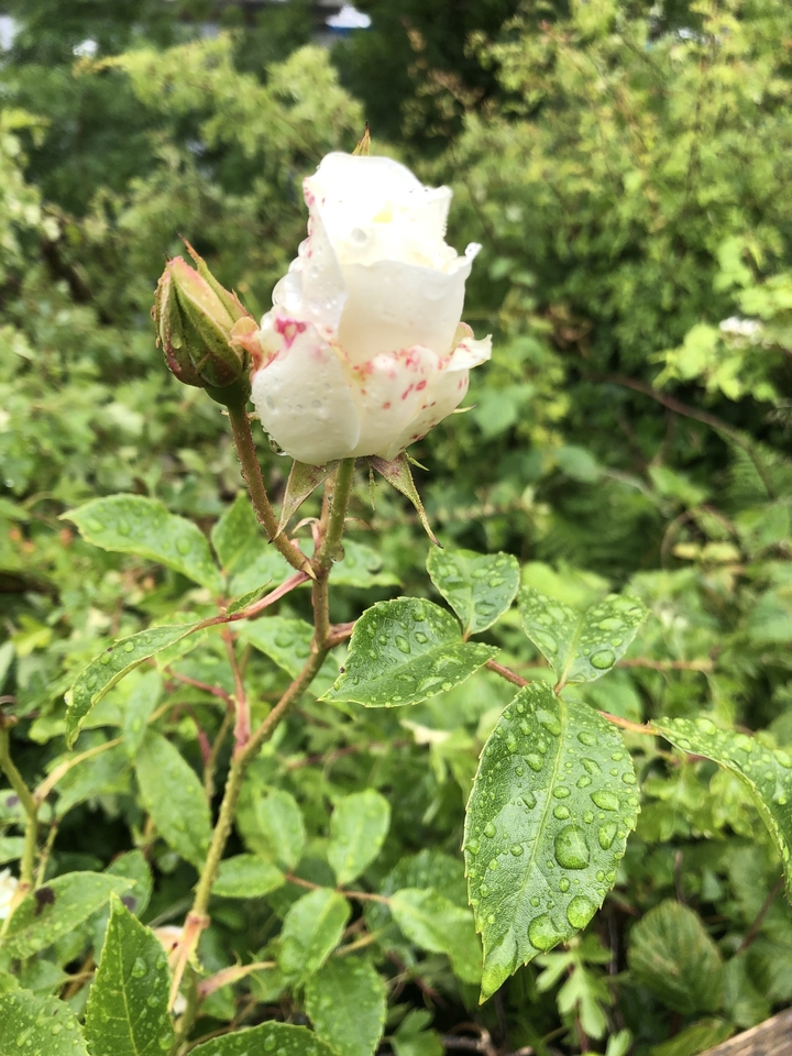 Gros plan d'une rose blanche avec des gouttes d'eau