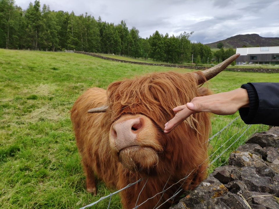 Vache Highland dans un pâturage vert avec des arbres et un bâtiment en arrière-plan.