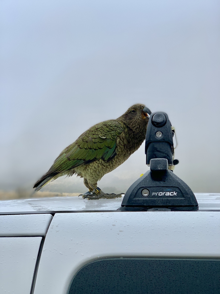 Oiseau perché sur une galerie de toit de véhicule.