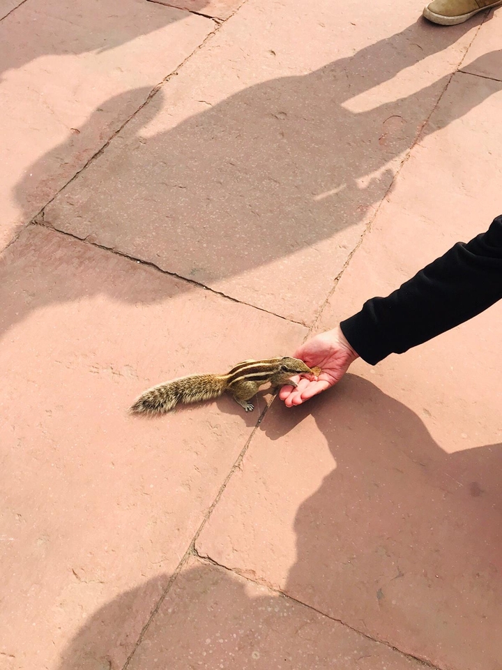Nourrir à la main un petit écureuil sur un pavage de pierre.