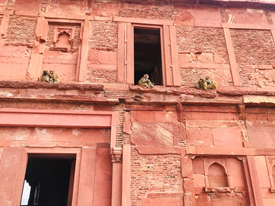 Here's the French translation:
**Des singes assis sur le rebord d'un bâtiment en pierre rouge.**