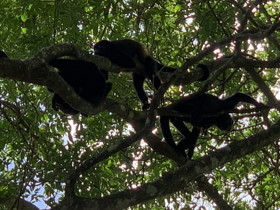 Des singes aux silhouettes sombres se reposant à la cime d'un arbre.