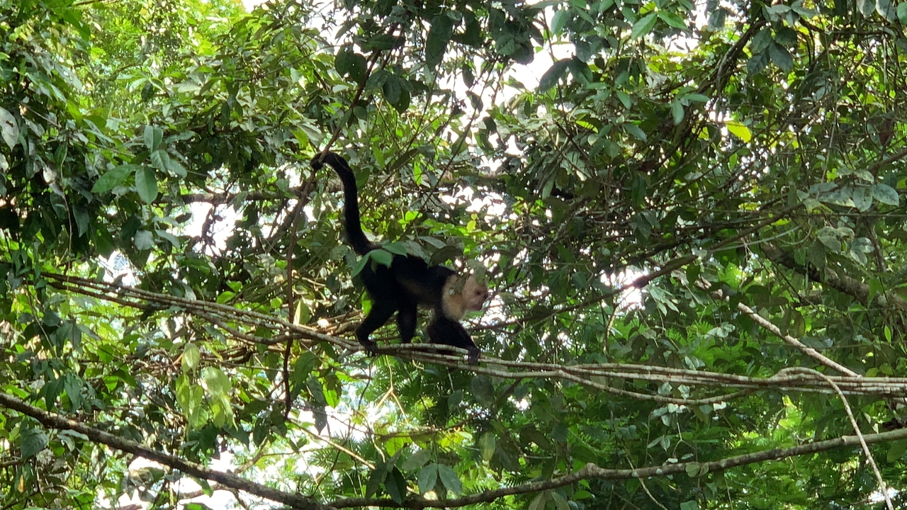 Singe sur les branches d'arbres dans une forêt luxuriante.