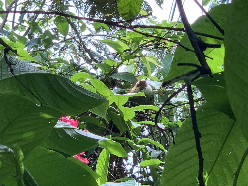 Singe caché qui regarde à travers un feuillage dense.