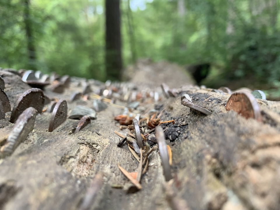 Gros plan d'une bûche couverte de pièces de monnaie sur un arrière-plan de forêt.