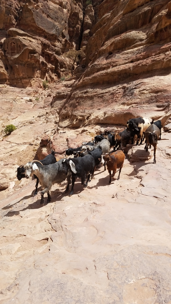 Chèvres marchant le long d'un sentier rocheux dans un paysage désertique.