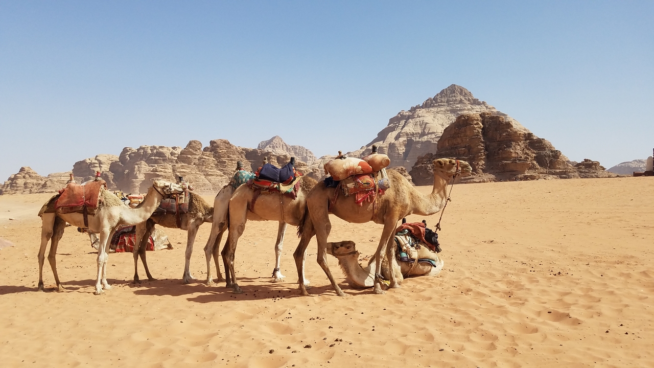 Chameaux se reposant dans un paysage désertique avec des collines rocheuses en arrière-plan.
