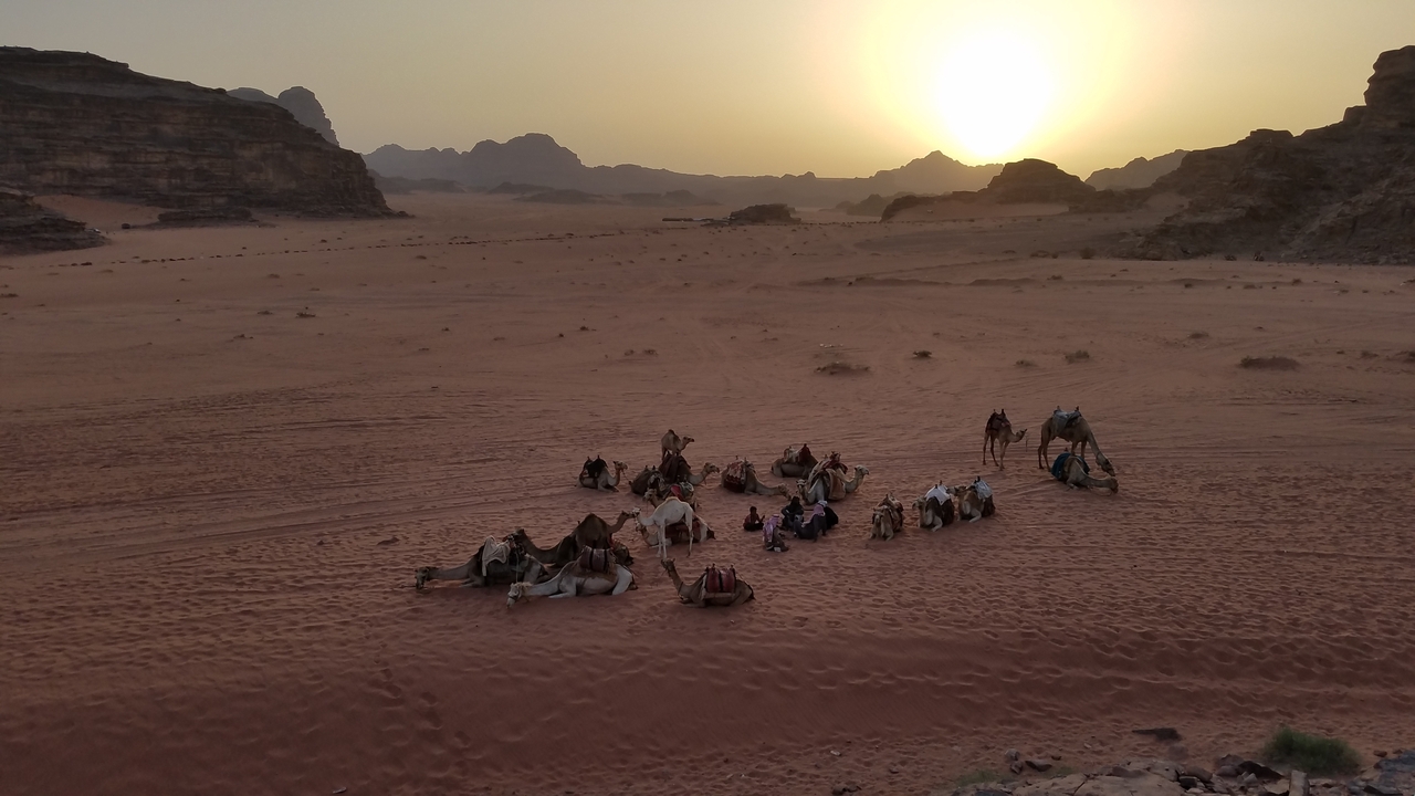 Chameaux se reposant sur les dunes de sable au coucher du soleil.