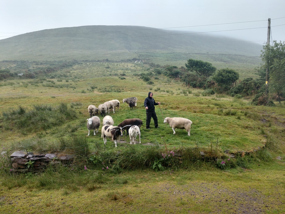Personne debout dans un champ avec des moutons qui broutent.
