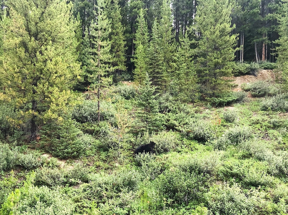 Une zone boisée avec un petit ours noir visible parmi les arbres.