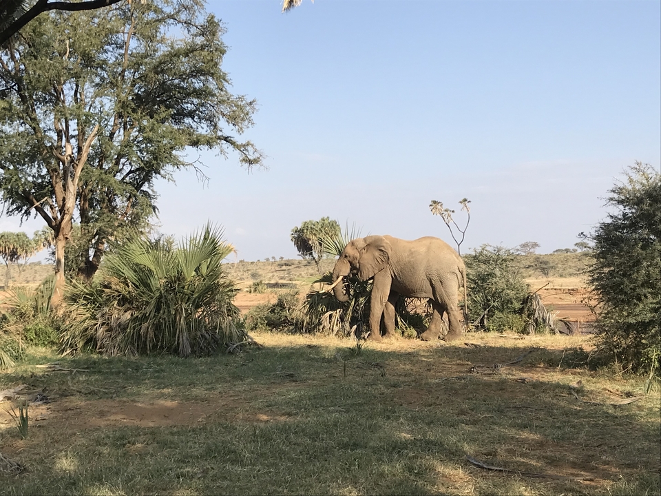 Éléphant qui broute dans un paysage de savane parmi les arbres.
