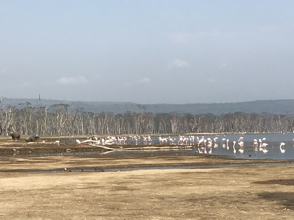 Des flamants roses rassemblés au bord d'un lac avec en arrière-plan des arbres secs.