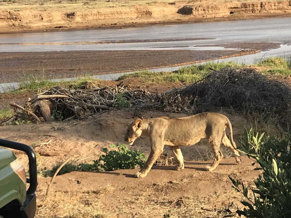 Un lion marchant le long d'une berge