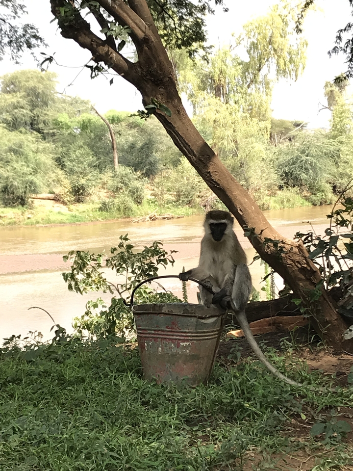 Un singe assis sur une branche près d'une rivière