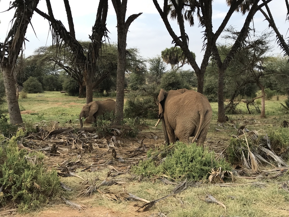 Éléphants marchant parmi les arbres