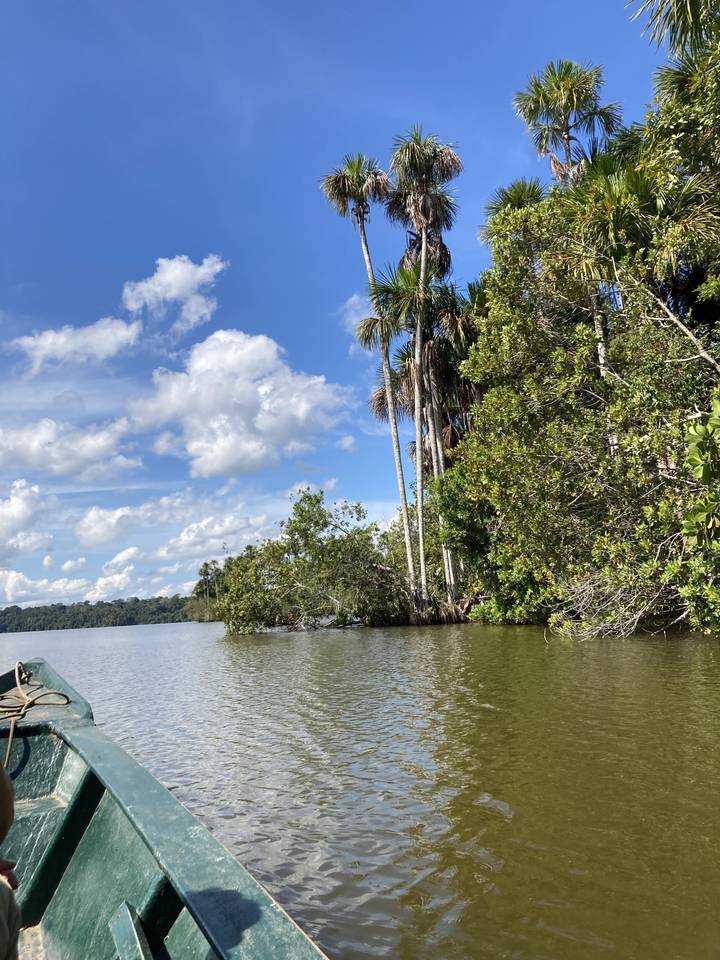 Vue panoramique d'une rivière et d'arbres tropicaux.