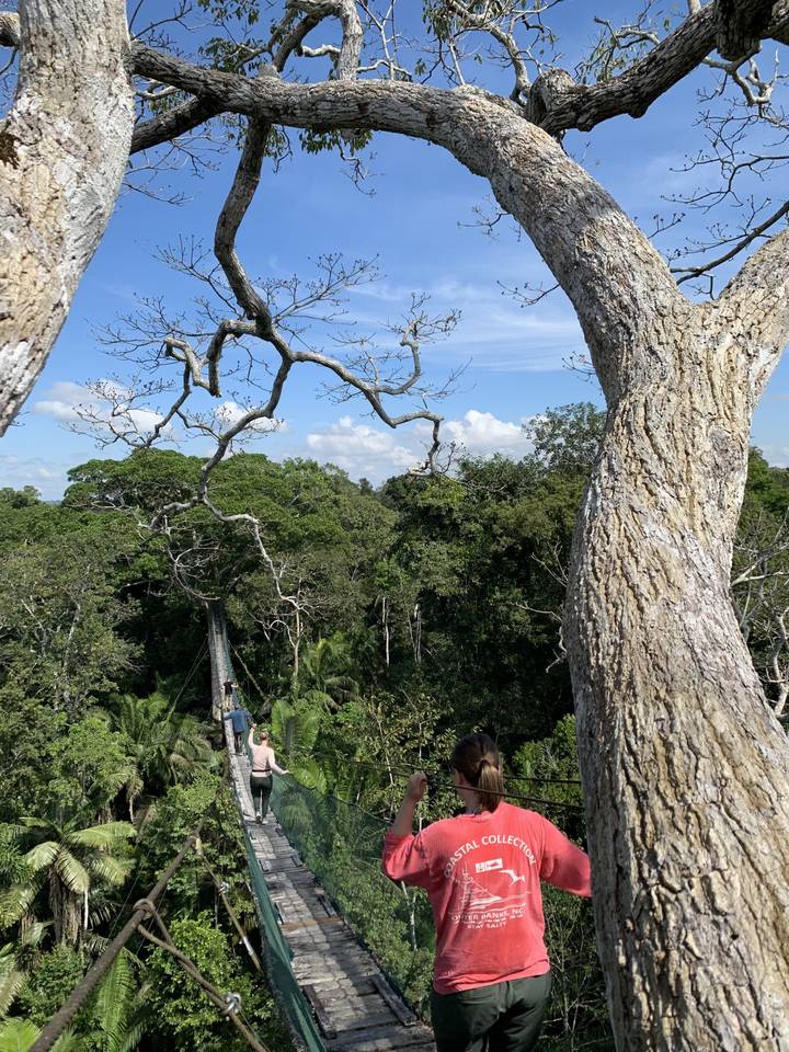 Personne marchant sur un pont suspendu au milieu d'une forêt.
