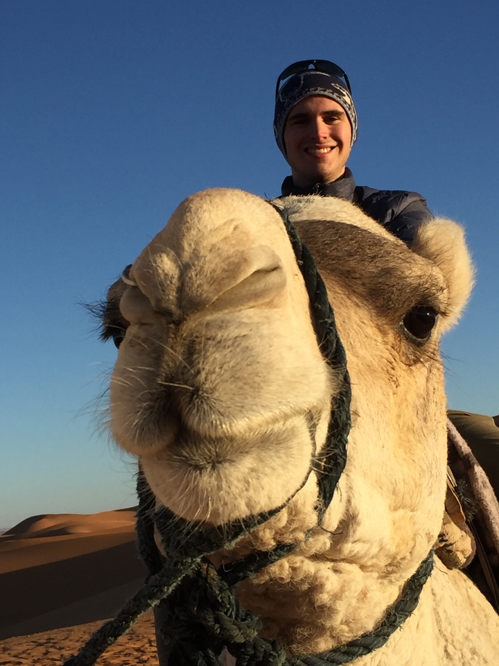Gros plan sur le visage et le museau d'un chameau.
