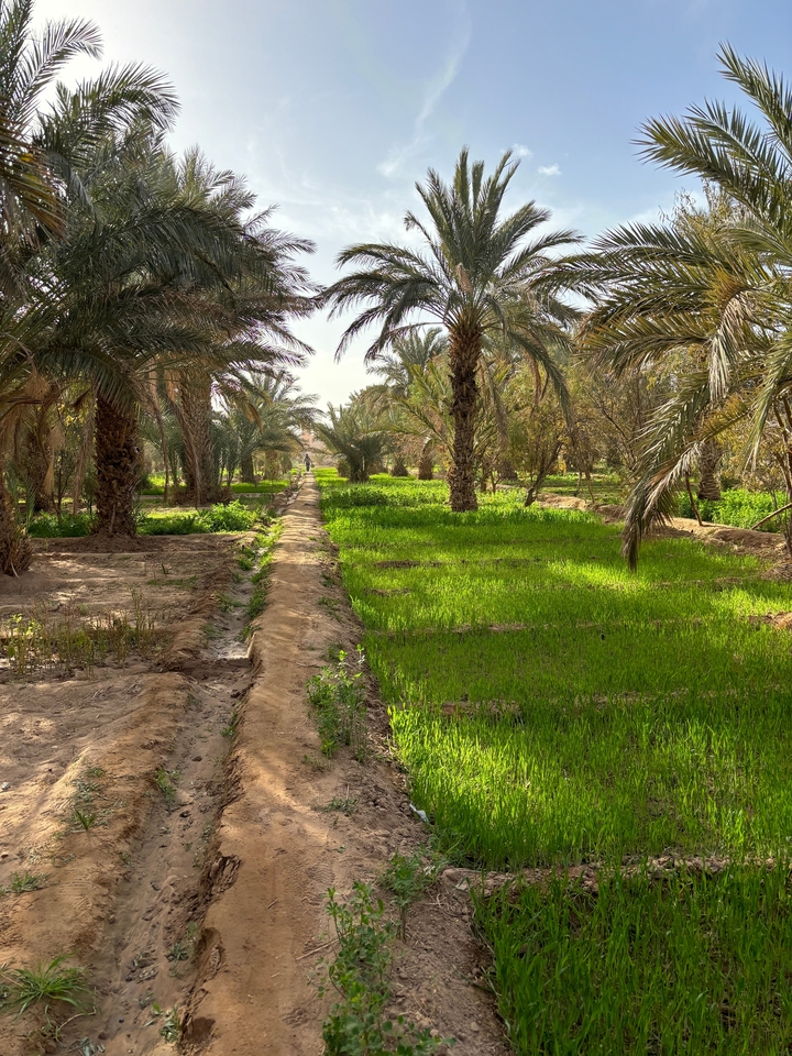Palmeraie dans une oasis du désert.