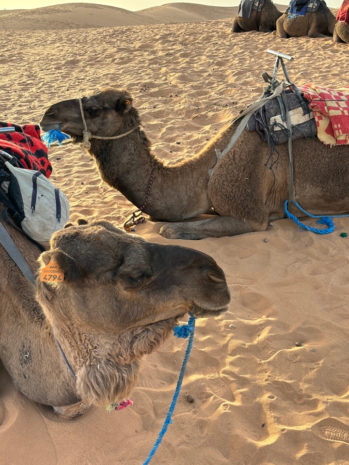 Chameaux se reposant ensemble dans le désert.
