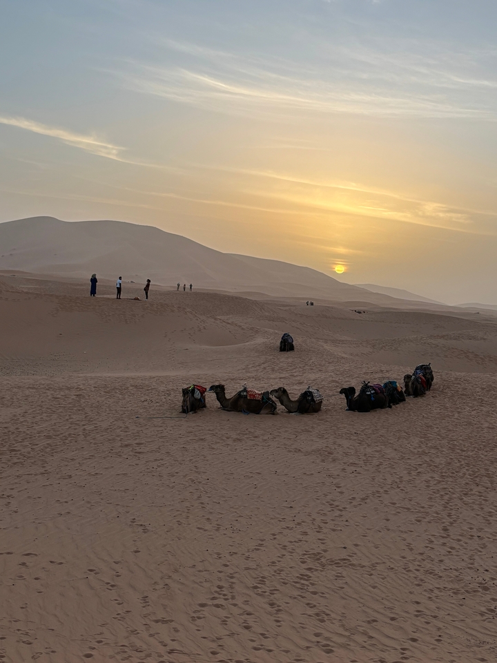 Chameaux se reposant sur les dunes de sable au coucher du soleil.