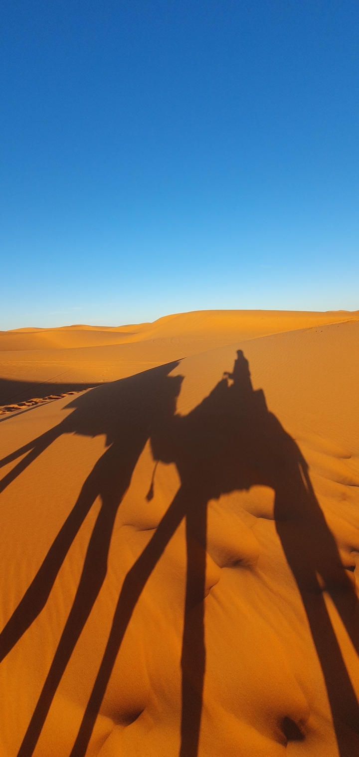 Ombres de chameaux projetées sur les dunes de sable au coucher du soleil.