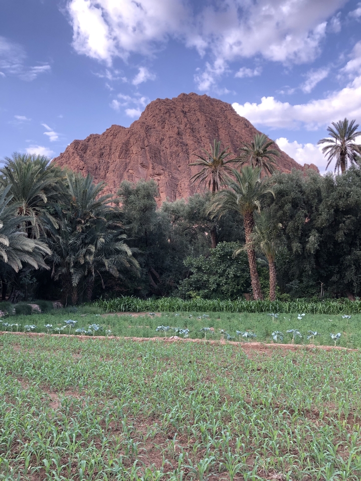 Oasis verdoyant avec palmiers et arrière-plan rocheux.