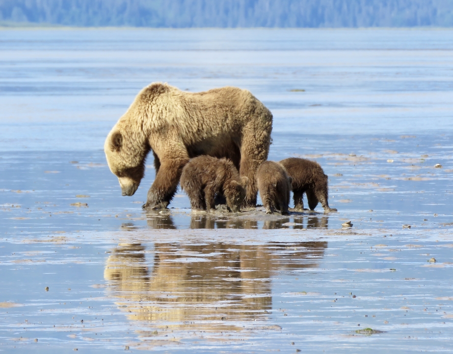 Ourse et oursons marchant le long d'un bord de l'eau.
