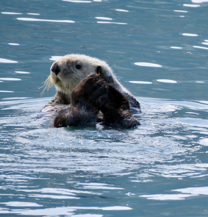 Loutre de mer flottant dans l'eau bleue.