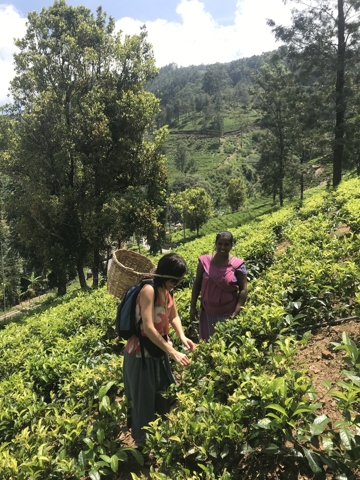 Des gens qui travaillent dans une plantation de thé.