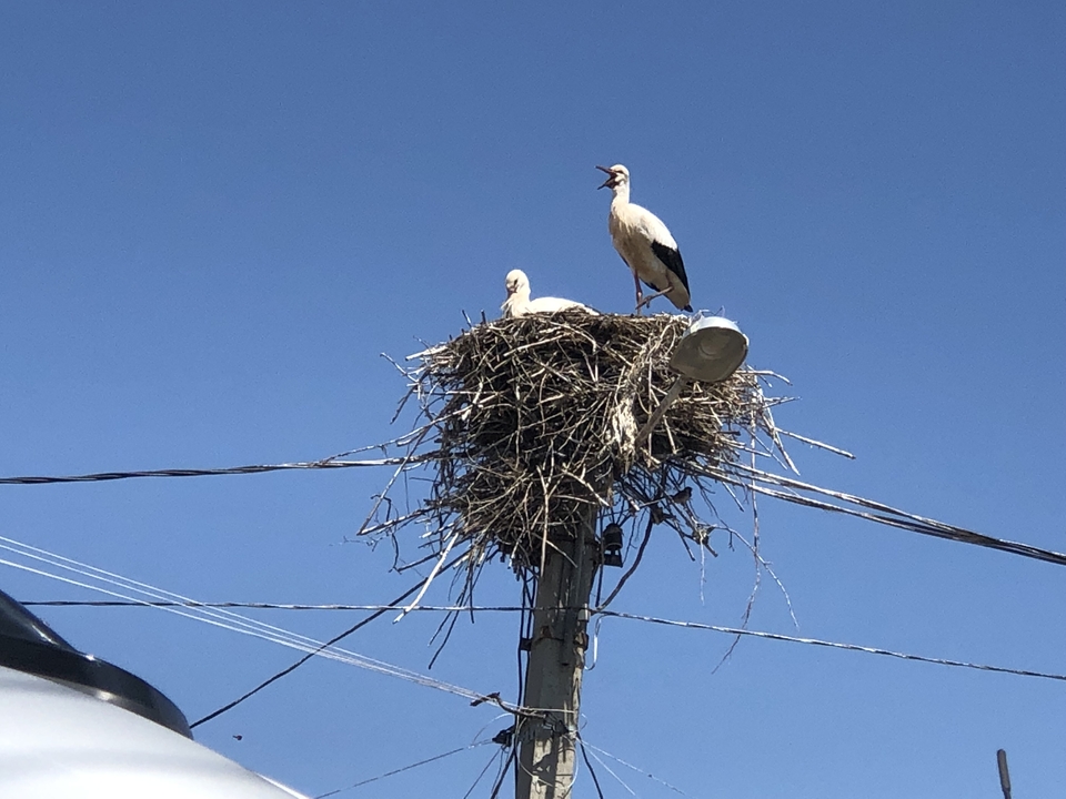 Deux cigognes perchées sur un nid situé sur un poteau électrique.