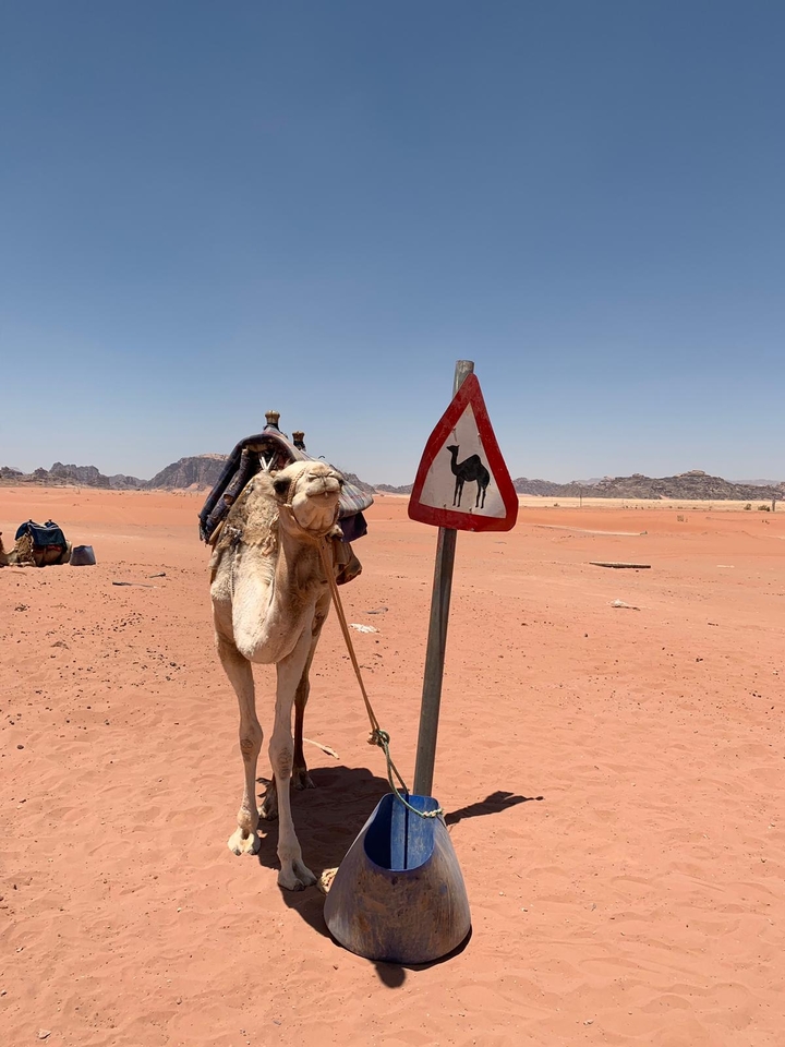 Camel near a sign indicating camels in a desert landscape.
