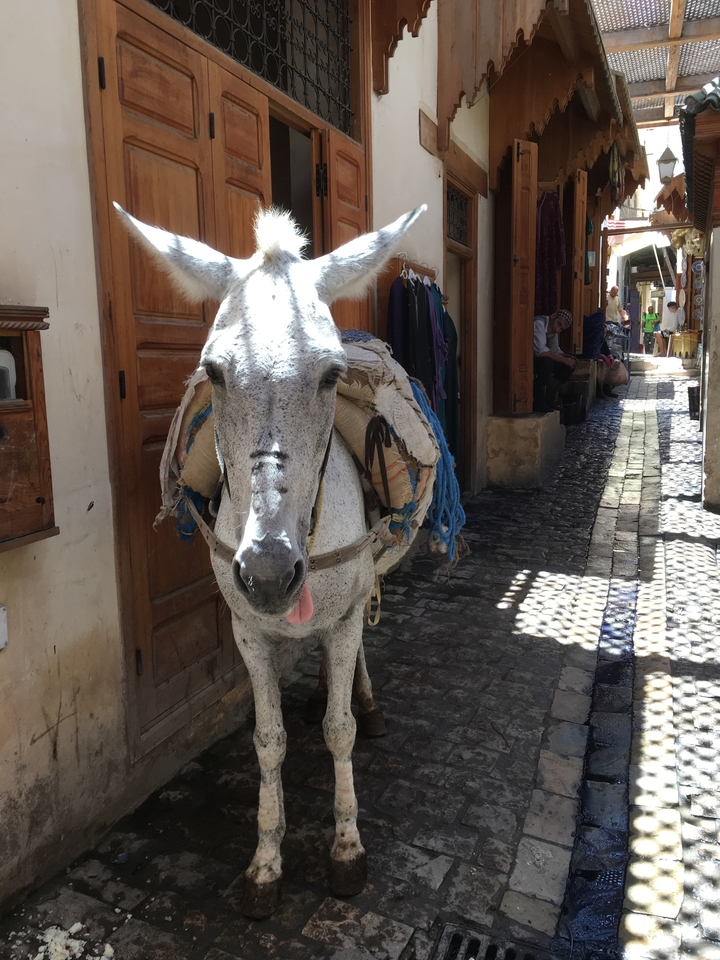 Un âne portant des marchandises dans une ruelle étroite.
