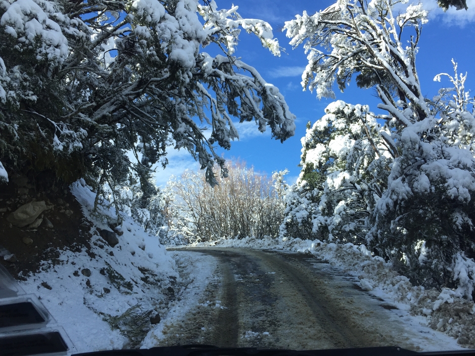 Un sentier enneigé serpentant à travers une forêt sous un ciel bleu dégagé.