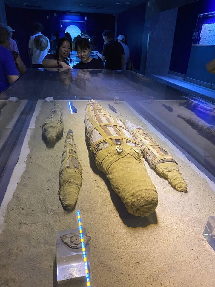 Momies d'animaux antiques exposées dans un musée.