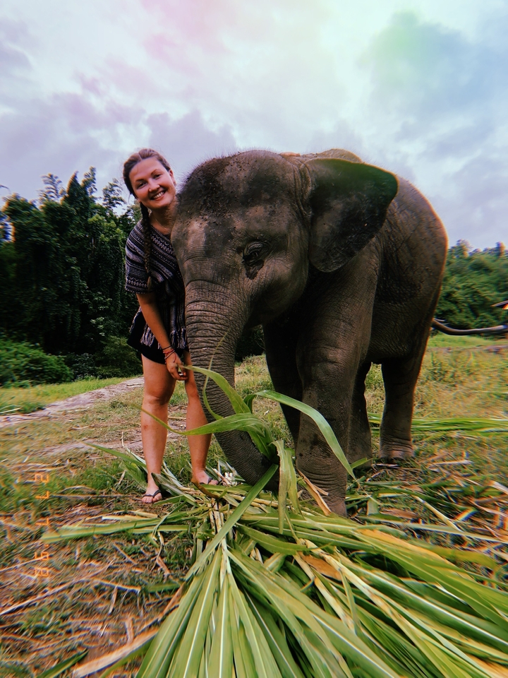 Person interacting with an elephant.