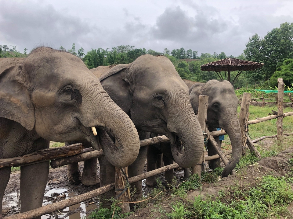Elephants standing behind a fence.
