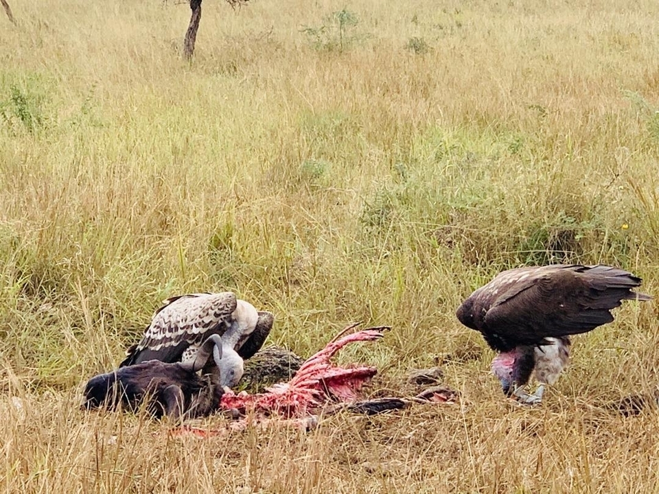 Vautours se nourrissant d'une carcasse dans un champ herbeux.