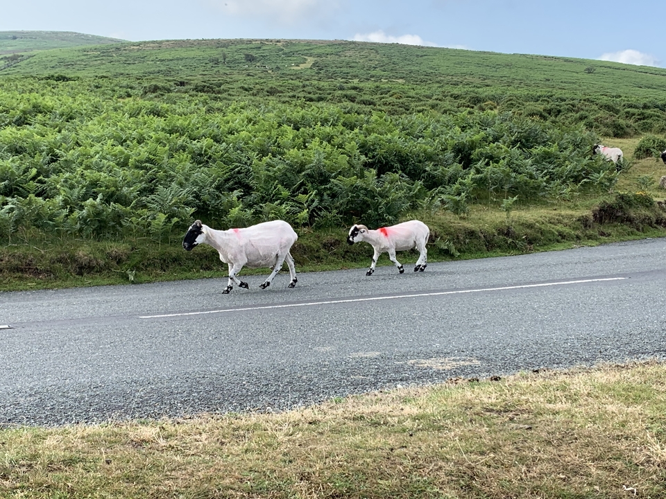 Deux moutons marchant le long d'une route bordée de verdure.