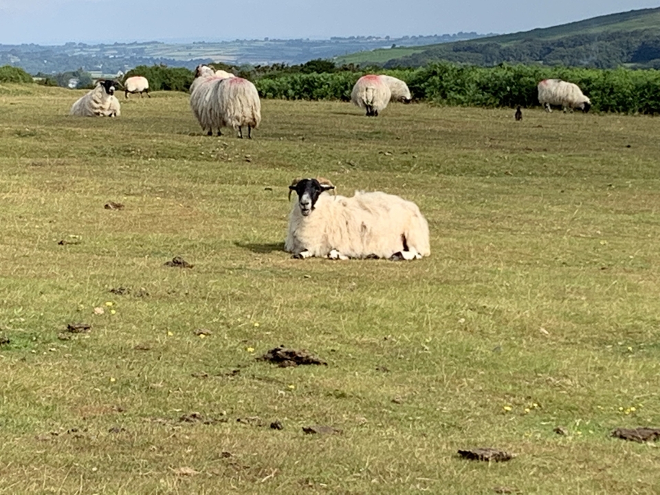 Moutons se reposant dans un champ herbeux avec d'autres moutons à l'arrière-plan.