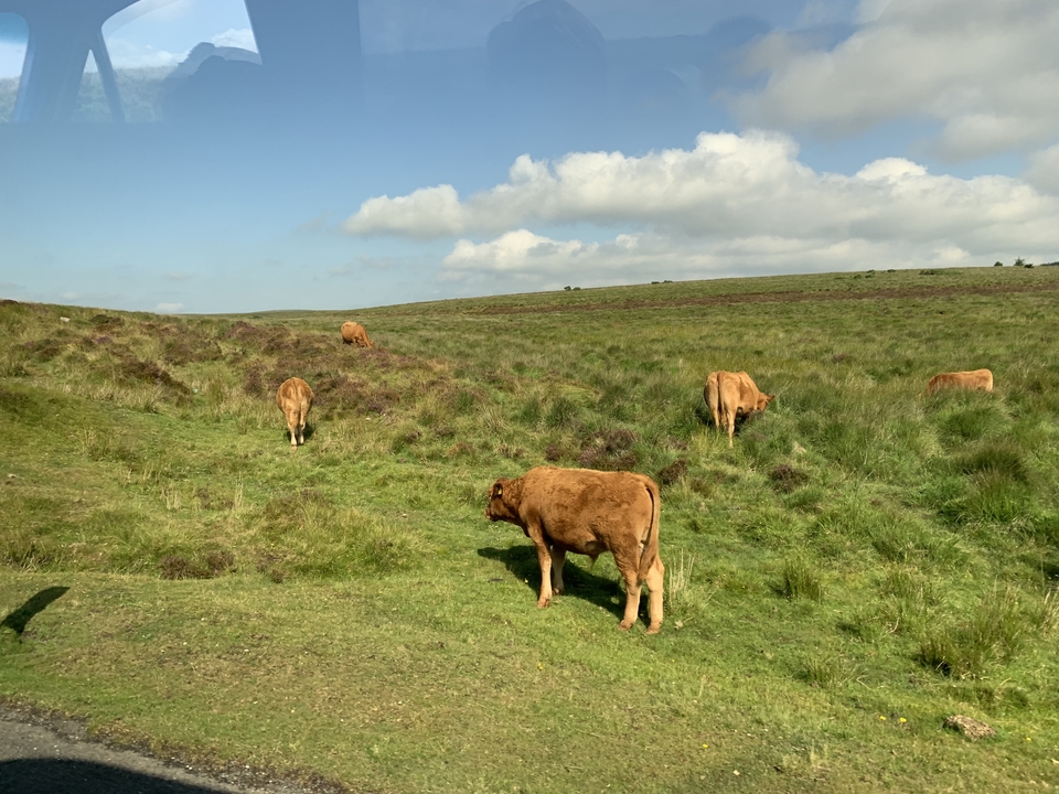 Des vaches qui paissent sur une colline herbeuse.