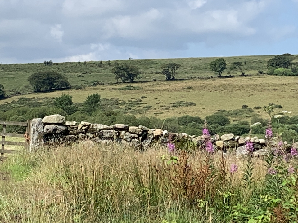 Paysage rural avec des arbres, de l'herbe et un mur de pierre.