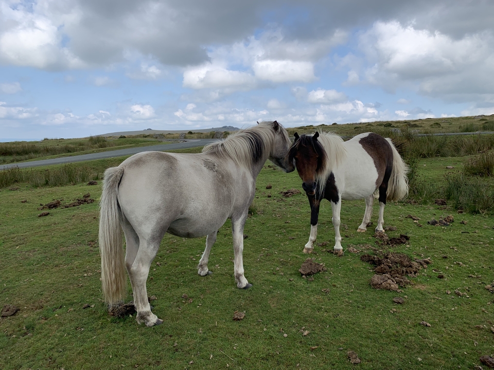 Des poneys broutant dans un paysage herbeux sous un ciel nuageux.